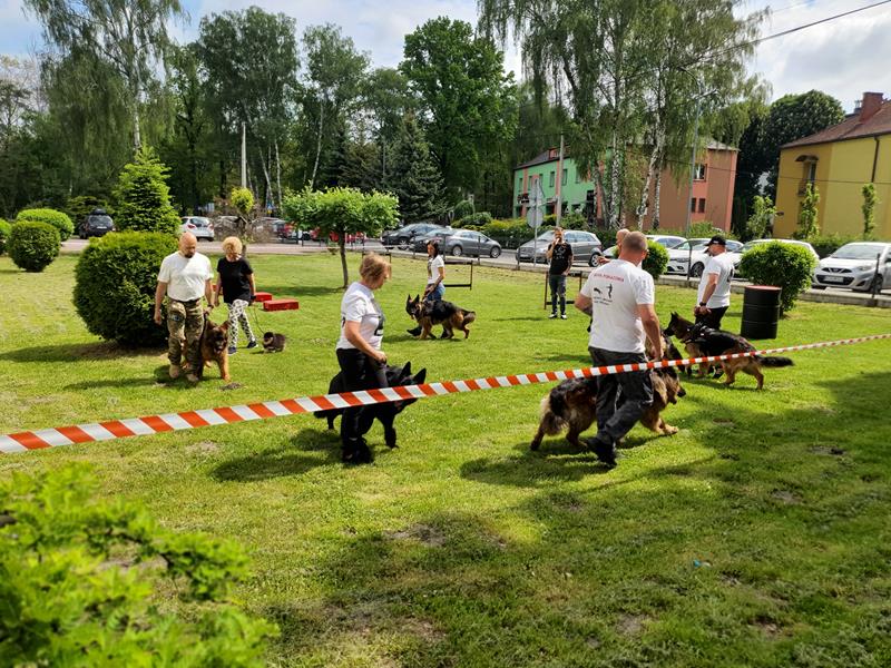 pokaz szkolenia psów (10)