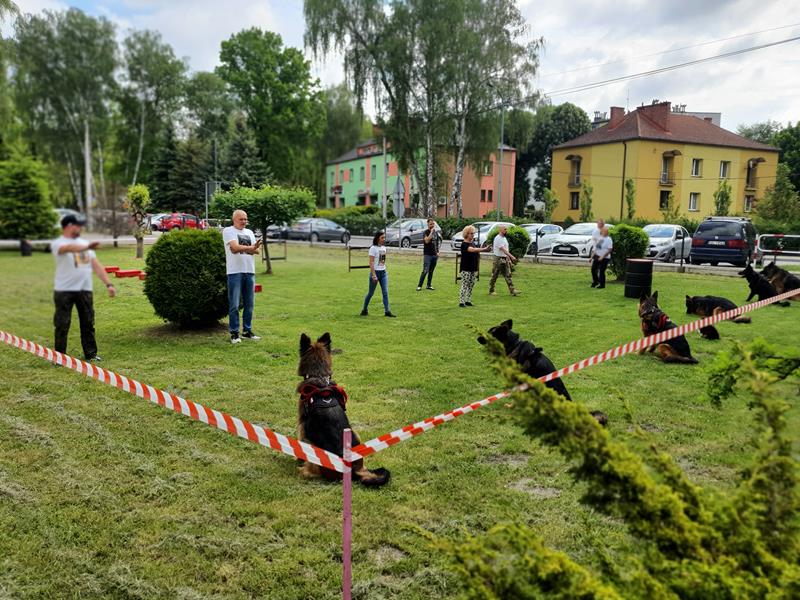 pokaz szkolenia psów (19)