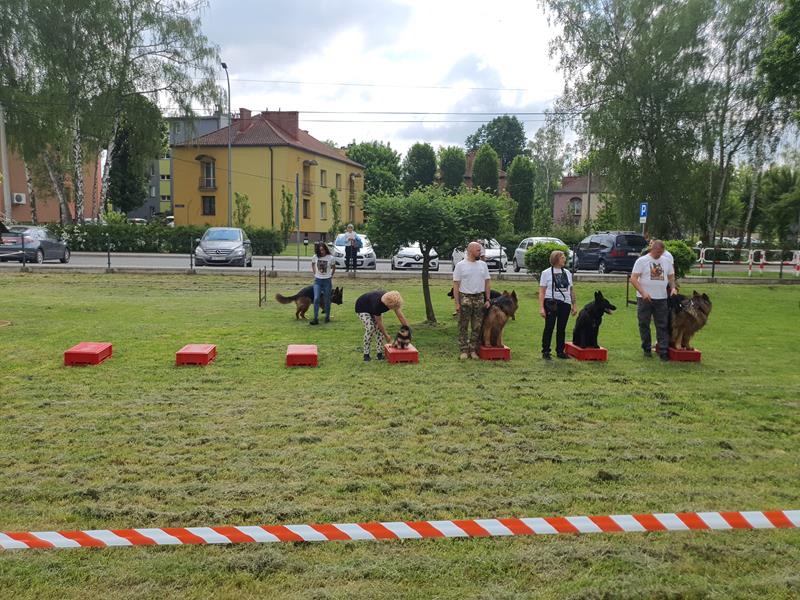 pokaz szkolenia psów (27)