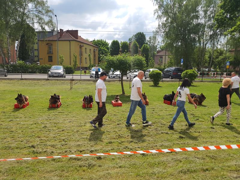 pokaz szkolenia psów (29)