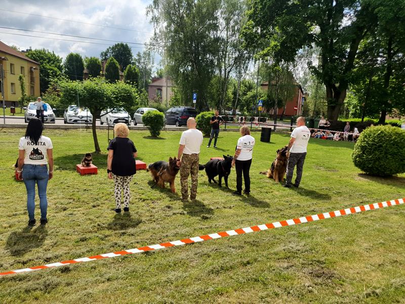 pokaz szkolenia psów (31)