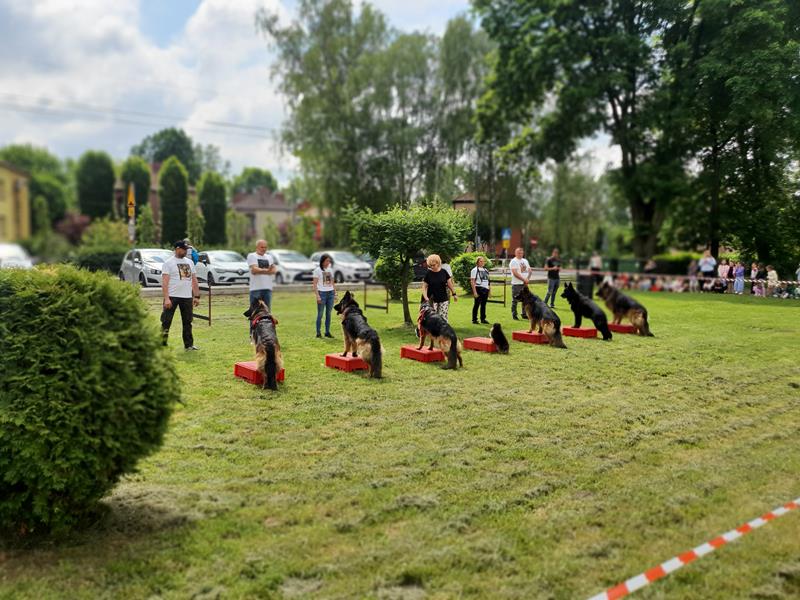 pokaz szkolenia psów (33)