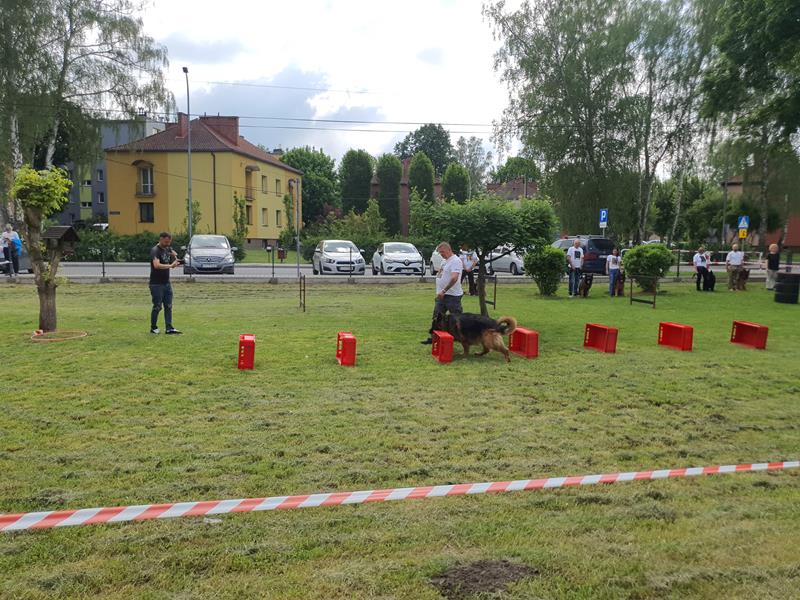 pokaz szkolenia psów (51)
