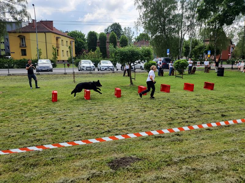 pokaz szkolenia psów (57)