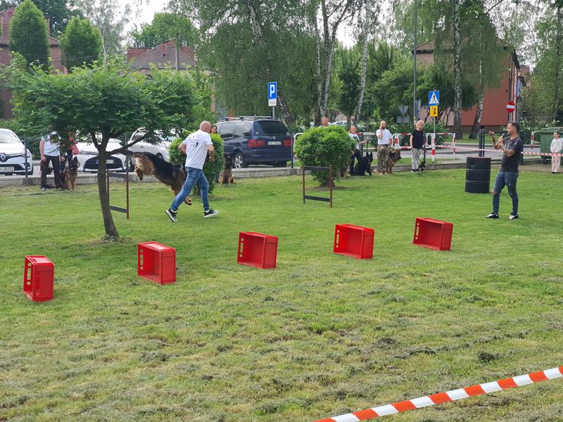 pokaz szkolenia psów (60)