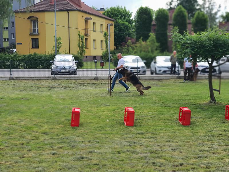 pokaz szkolenia psów (65)