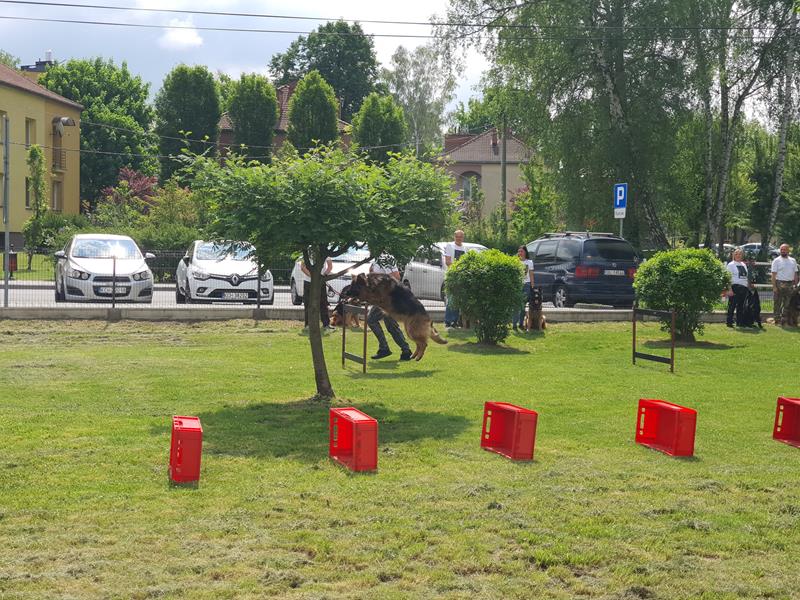 pokaz szkolenia psów (73)