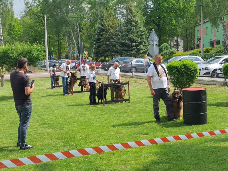 pokaz szkolenia psów (75)
