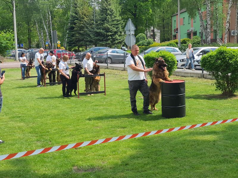 pokaz szkolenia psów (76)