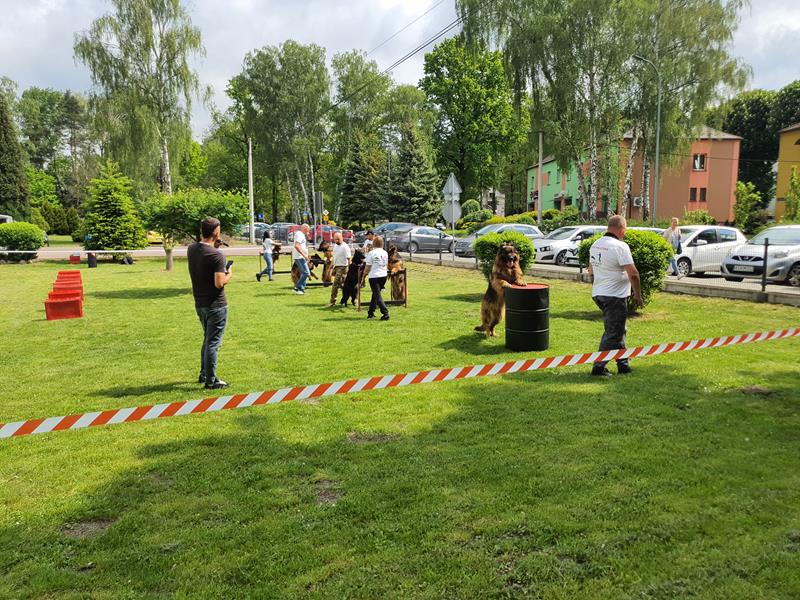 pokaz szkolenia psów (77)