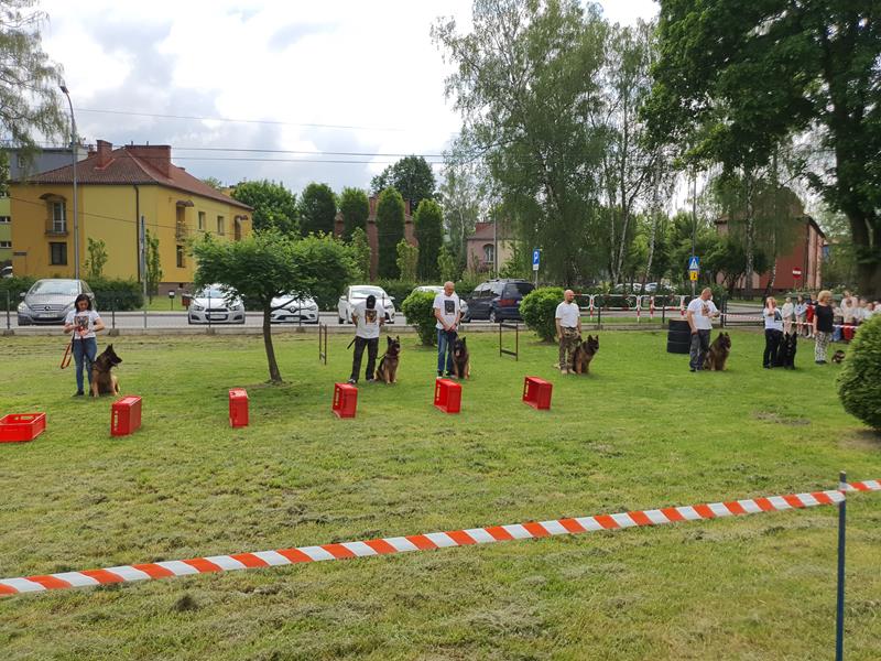 pokaz szkolenia psów (86)